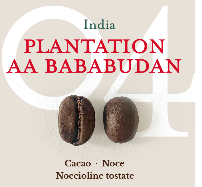 04 Monorigine India Plantation Bababudan - profilo aromatico